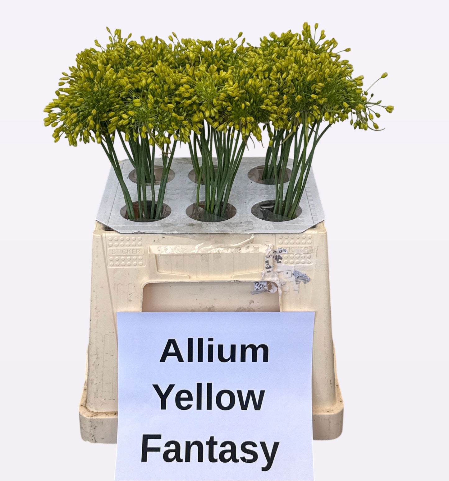 Allium Kleinbloemig