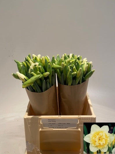 Daffodil Ice King