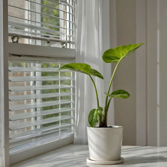 Elephant's Ear - Alocasia 'Macrorrhizos' - Height 60-70cm - ⌀17cm