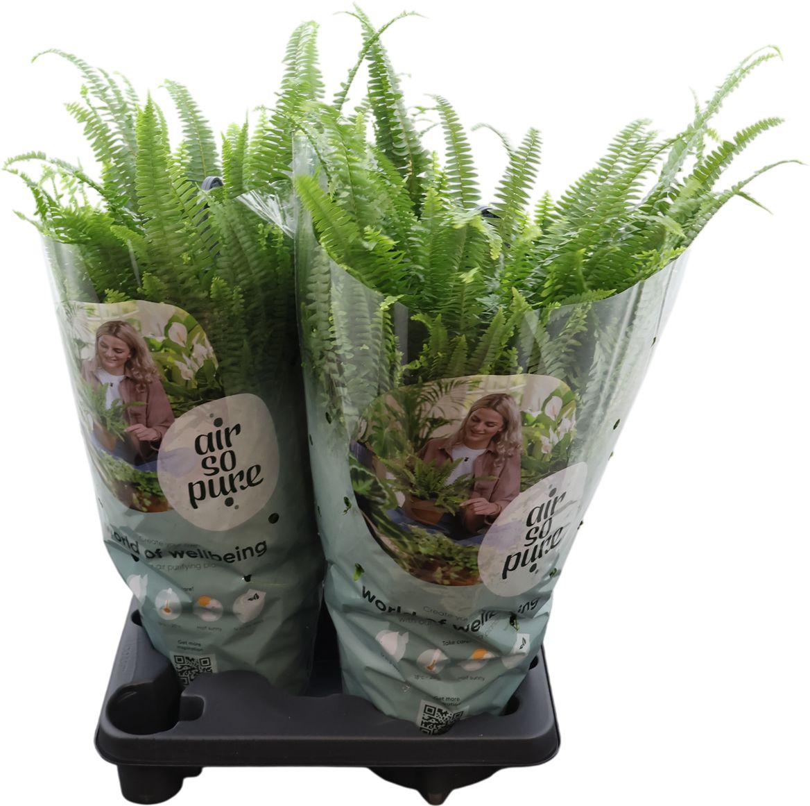 Nephr Green Lady Hangpot