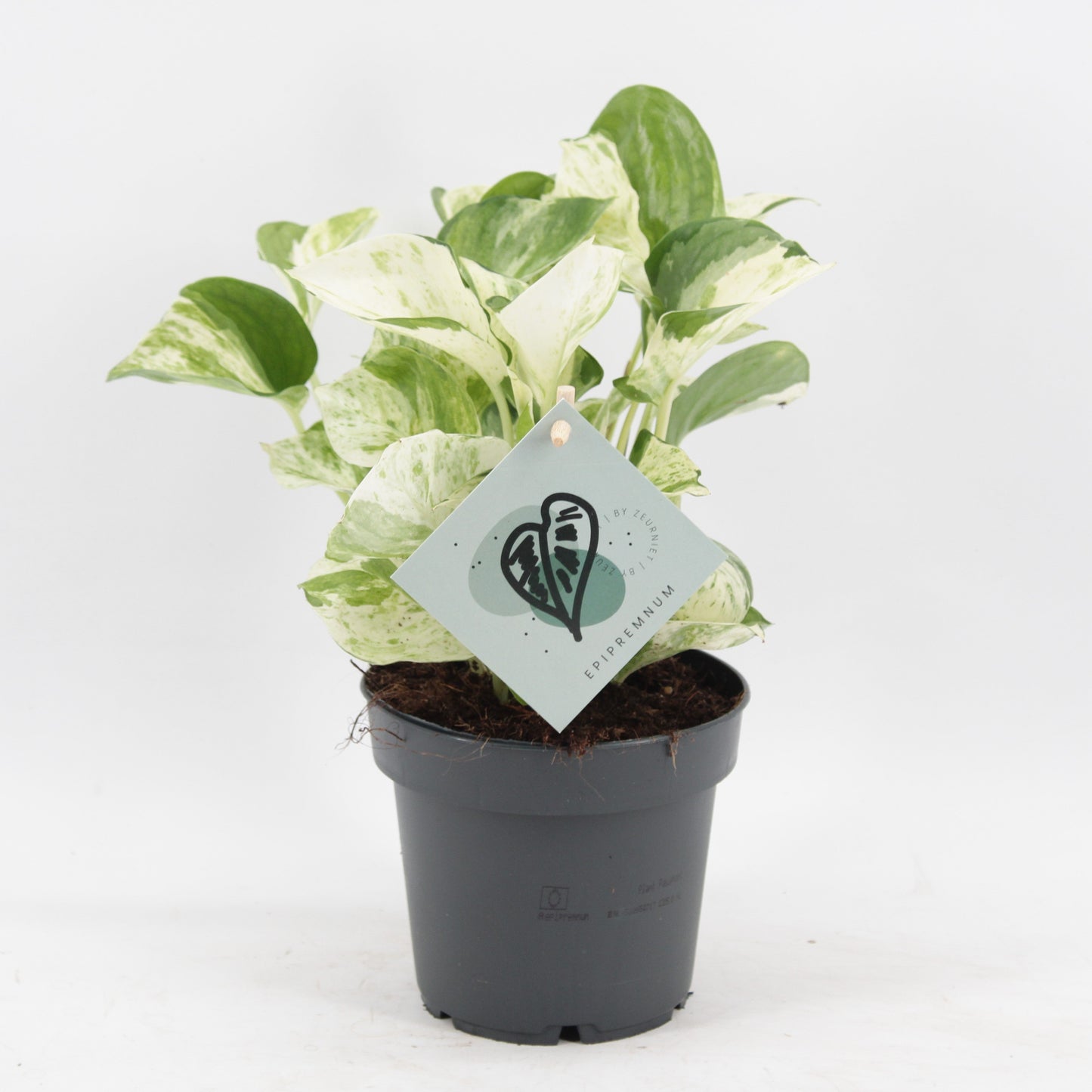 Epipr Pi Manjula