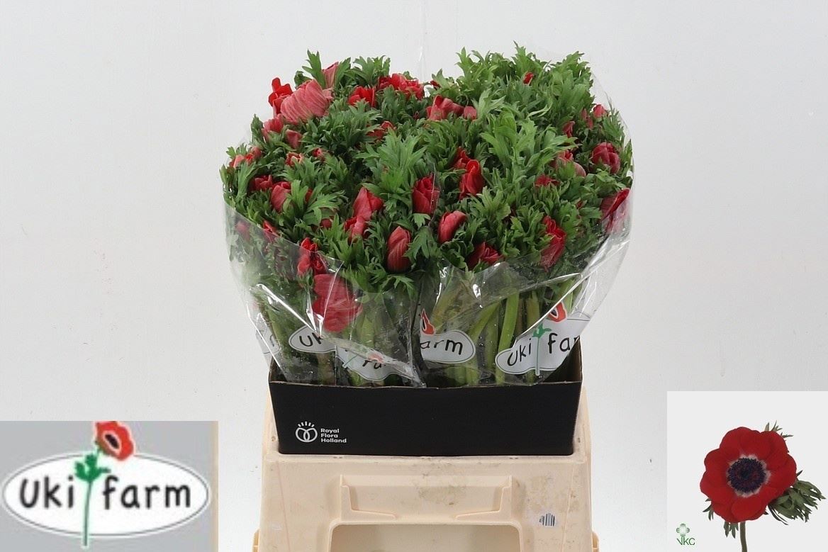 Anemone Co Galil Red
