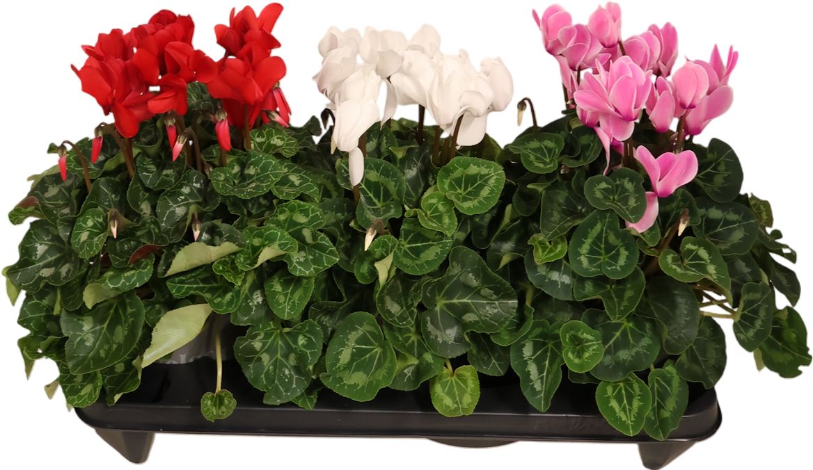 Cyclamen Per Ss Donker Roze l