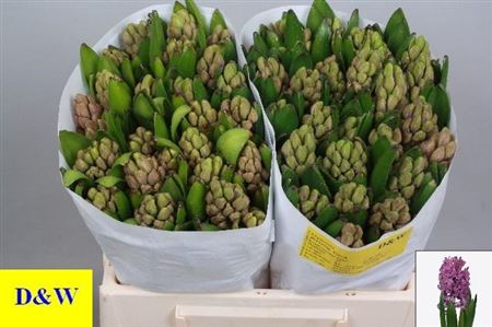 Hyacinth Anna Liza