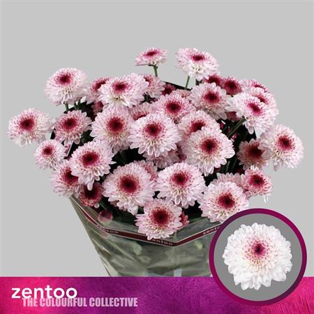 Chrysanthemum Spray Abbey