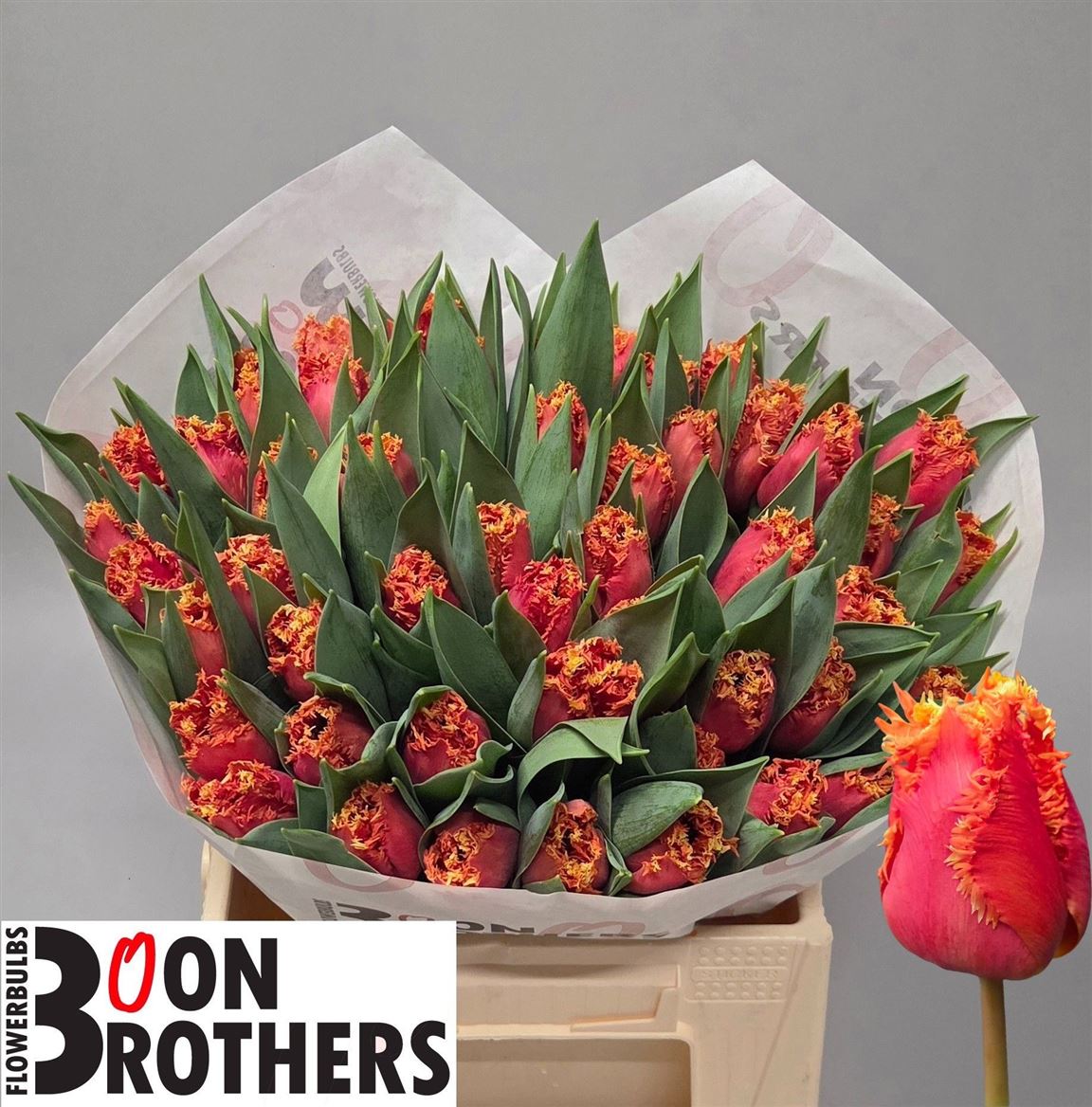 Tulip Fr Dutching
