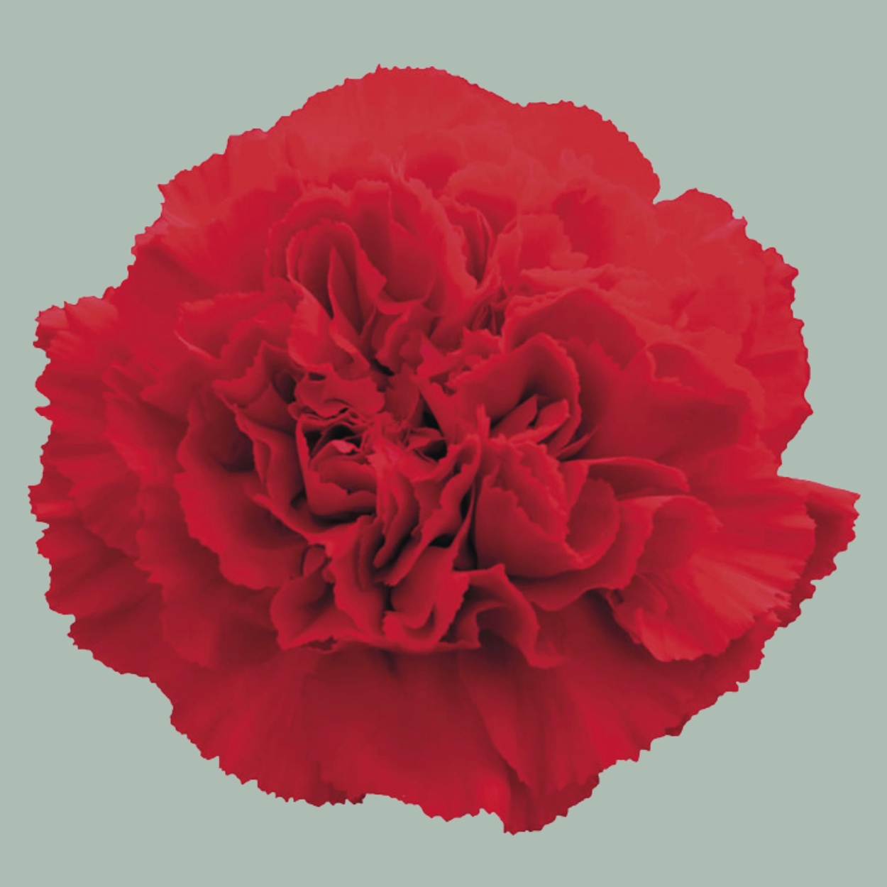 Carnation Standard Gransole (20 Stems)