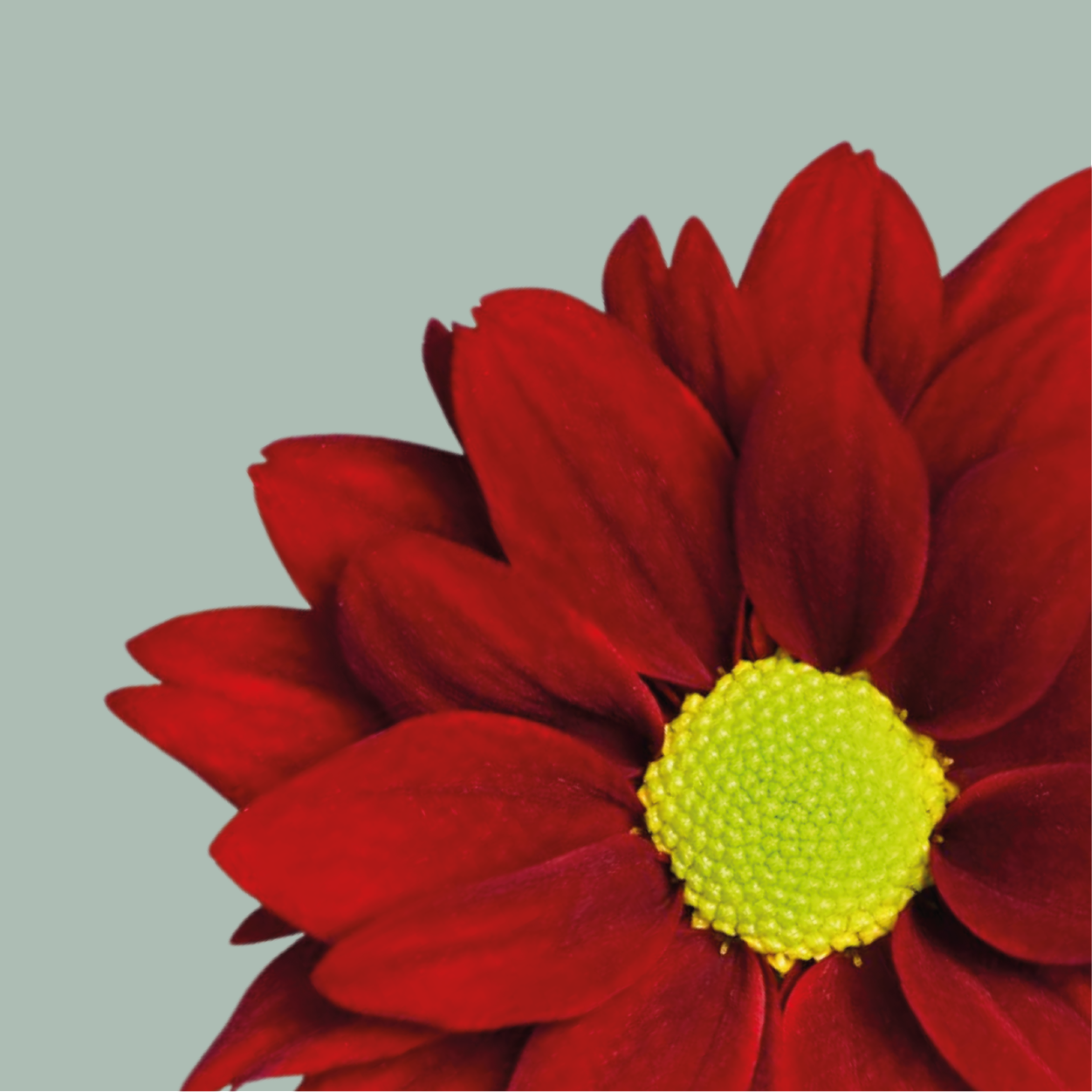 Chrysanthemum Spray Merlot