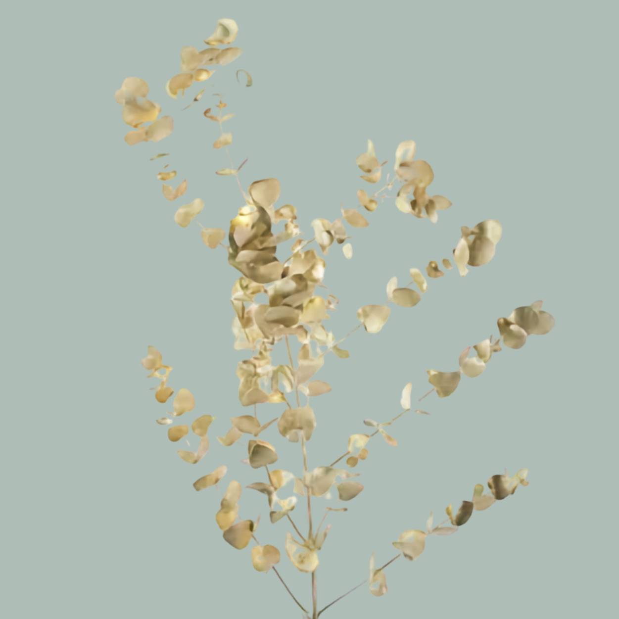 GR Eucalypthus Cinerea Dyed Gold