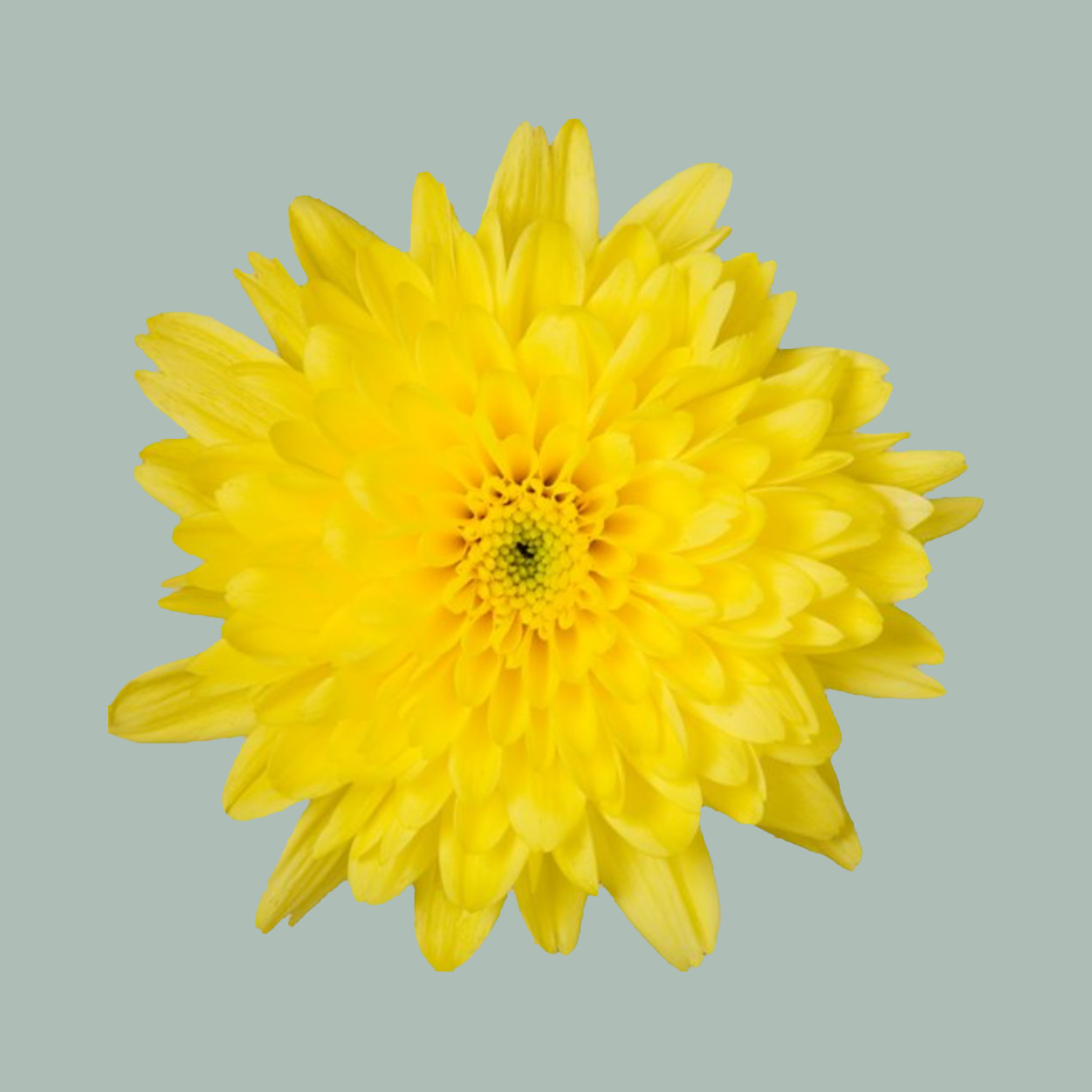 Chrysanthemum Euro Sunny (20 Stems)