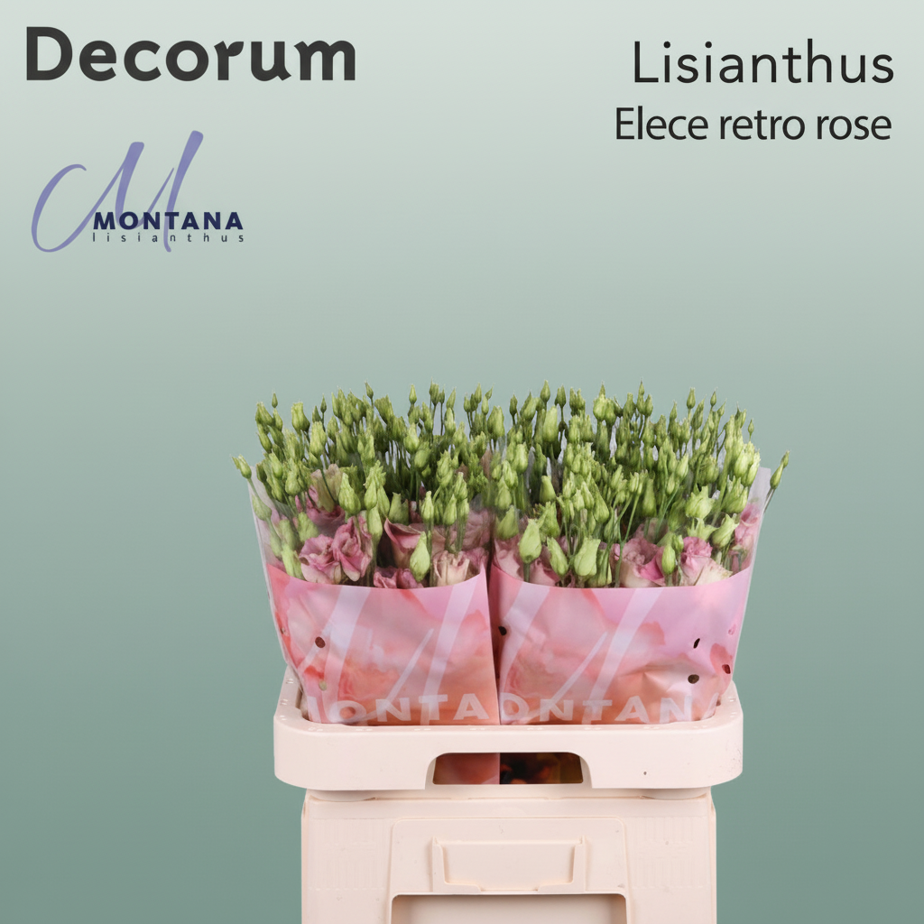 Eustoma Retro Rose