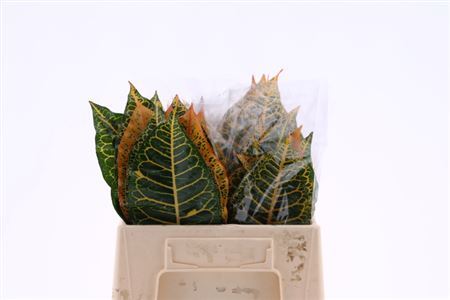 Croton Leaf Mix - Plastic