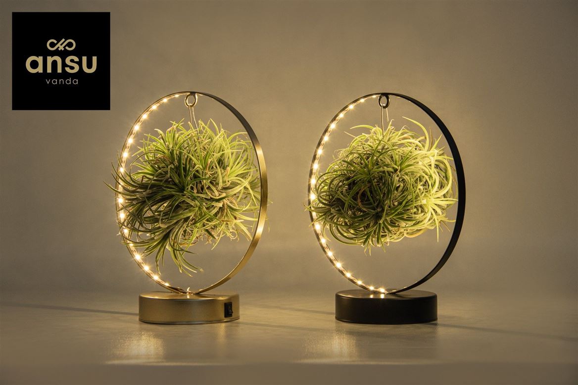 Tillandsia Ionantha Christmas Edition