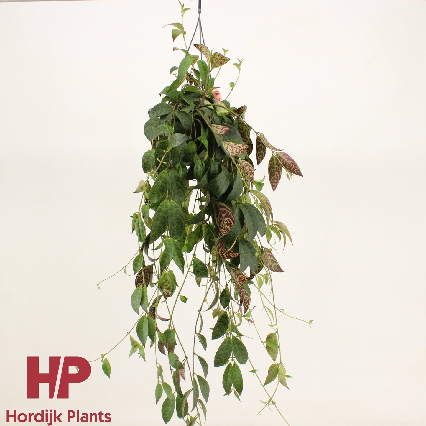 Aeschynanthus Marmoratus
