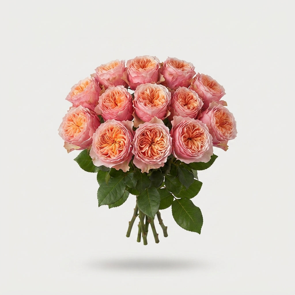 Rose - Rosa - Vuvuzela