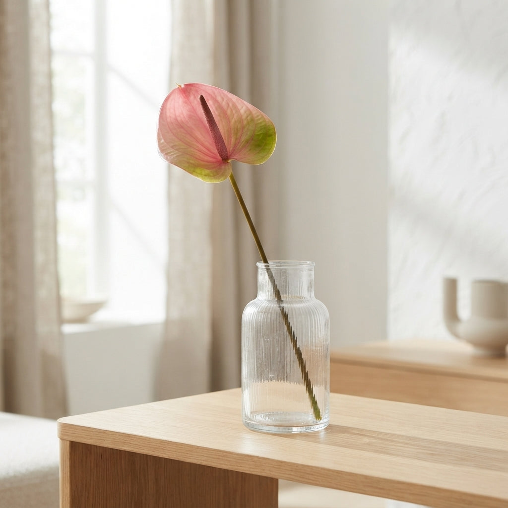 Anthurium Plant