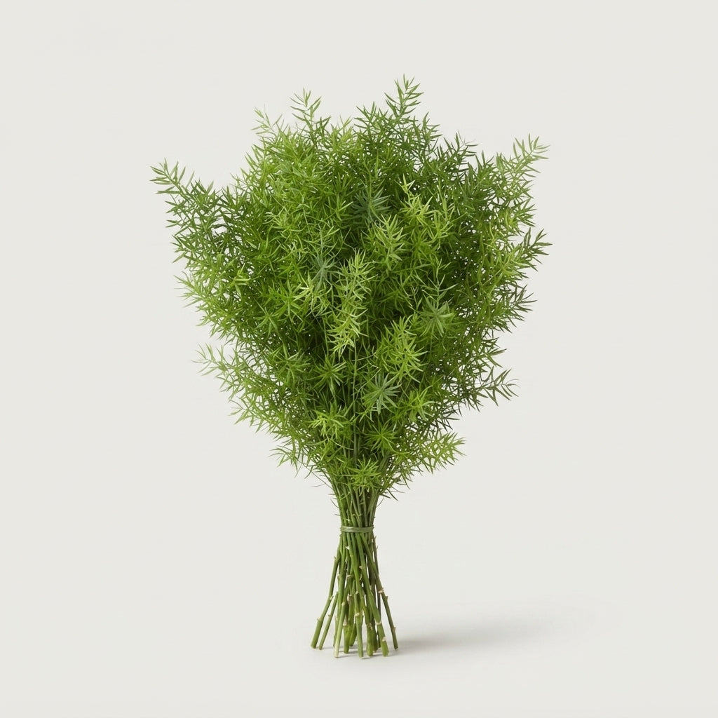 Asparagus - Asparagus densiflorus - Cwebe