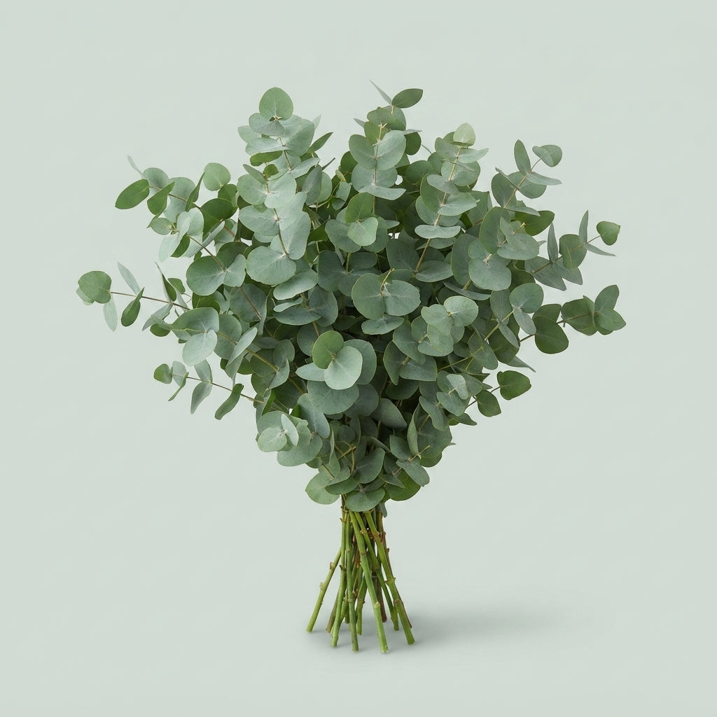 Eucalyptus - Eucalyptus cinerea - Per Bos Cinerea