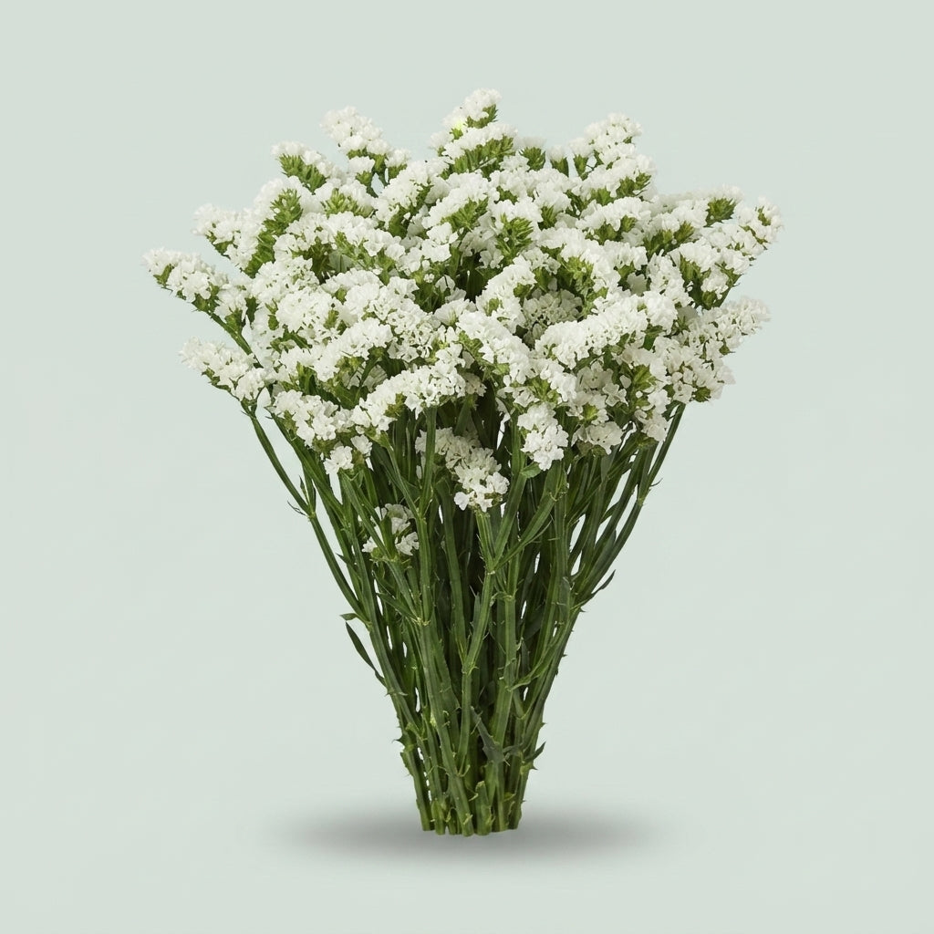 Limonium Statice Starlight Wings