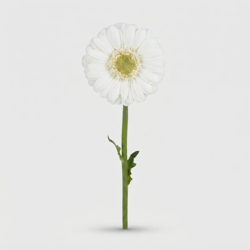 Germini Albino