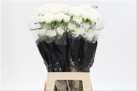 Standard Carnation - Dianthus - Moonlight