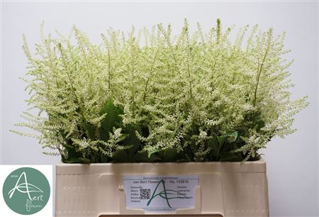 Astilbe Washington (20 Stems)