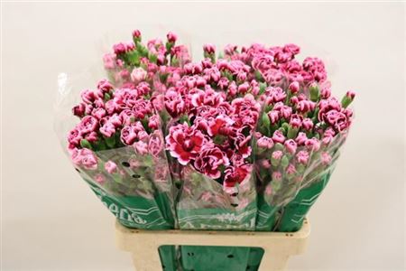 Spray Carnation - Dianthus - Trendy Tessino