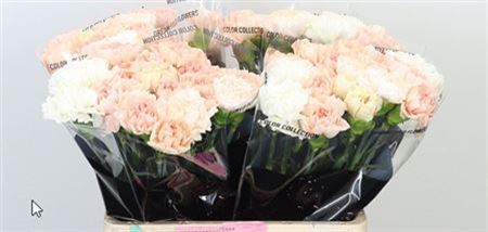 Carnation - Dianthus - Overig