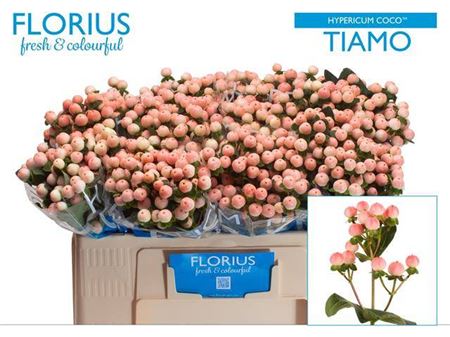Orange Hypericum ‘Allhytia’ Cut Stems – 50cm