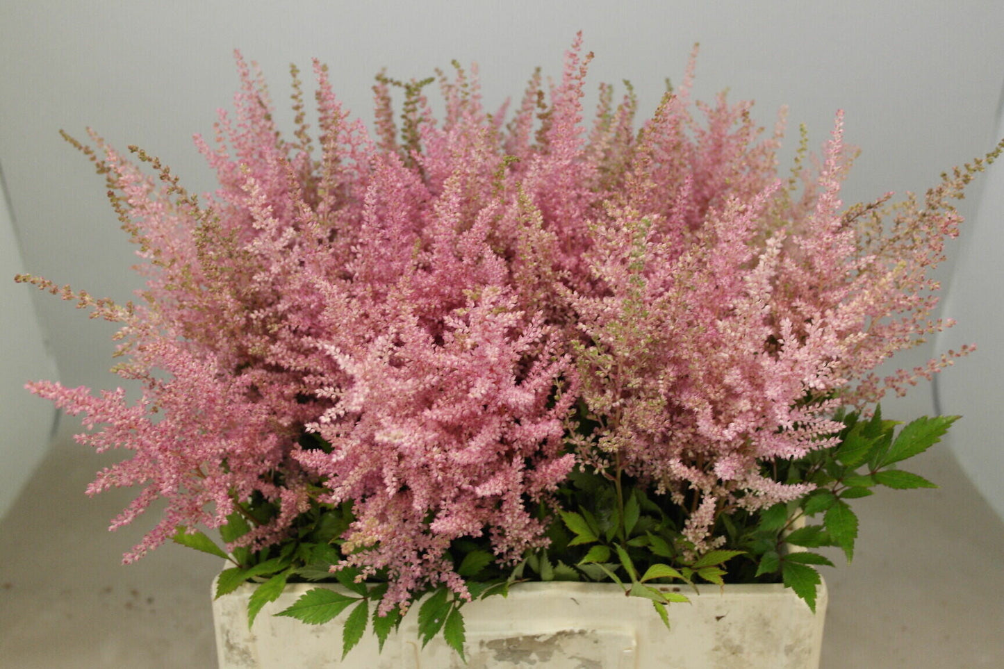Pink Astilbe ‘Erika’ Cut Stems – 70cm