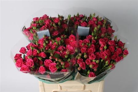 Spray Rose - Rosa - Pink Yo-Yo