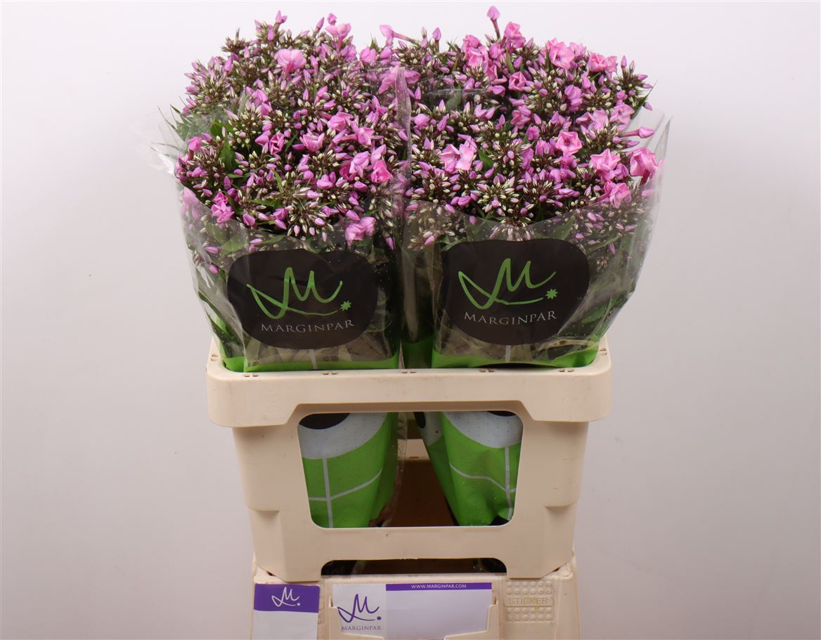 Pink Phlox ‘Badaone’ – 60cm Stems