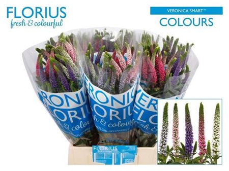 Mixed Veronica Cut Stems – 50cm
