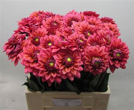 Dahlia Salmon Runner