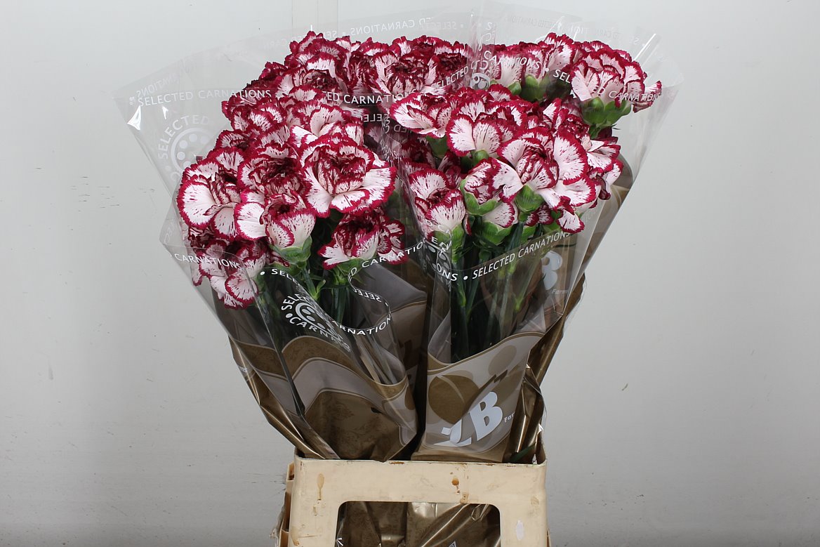 Standard Carnation - Dianthus - Bacarat