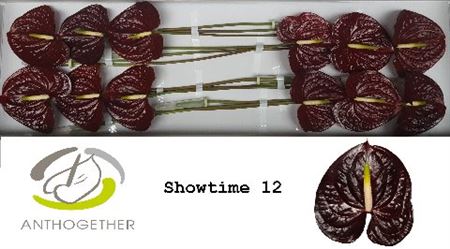Brown Anthurium ‘Anthiqdap’ – 40cm Stems
