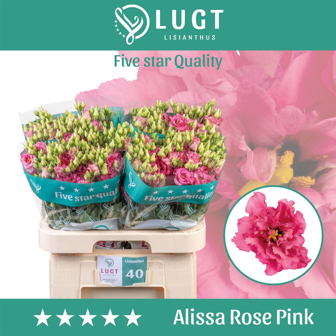 Lisianthus Alissa Rose Pink