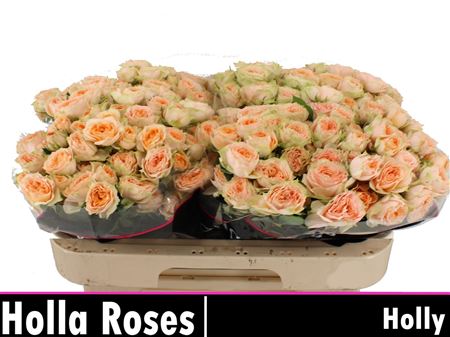Spray Rose - Rosa - Holly
