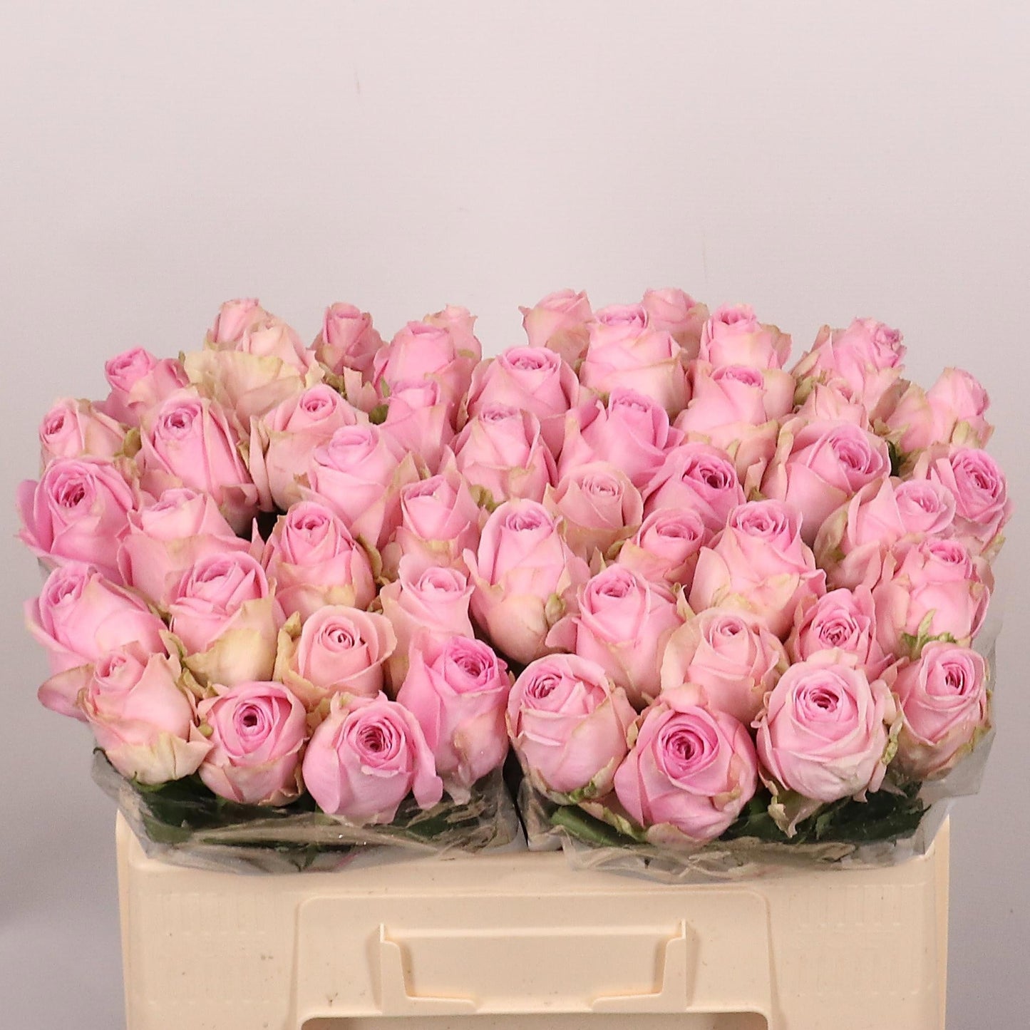 Rose - Rosa - Heidi