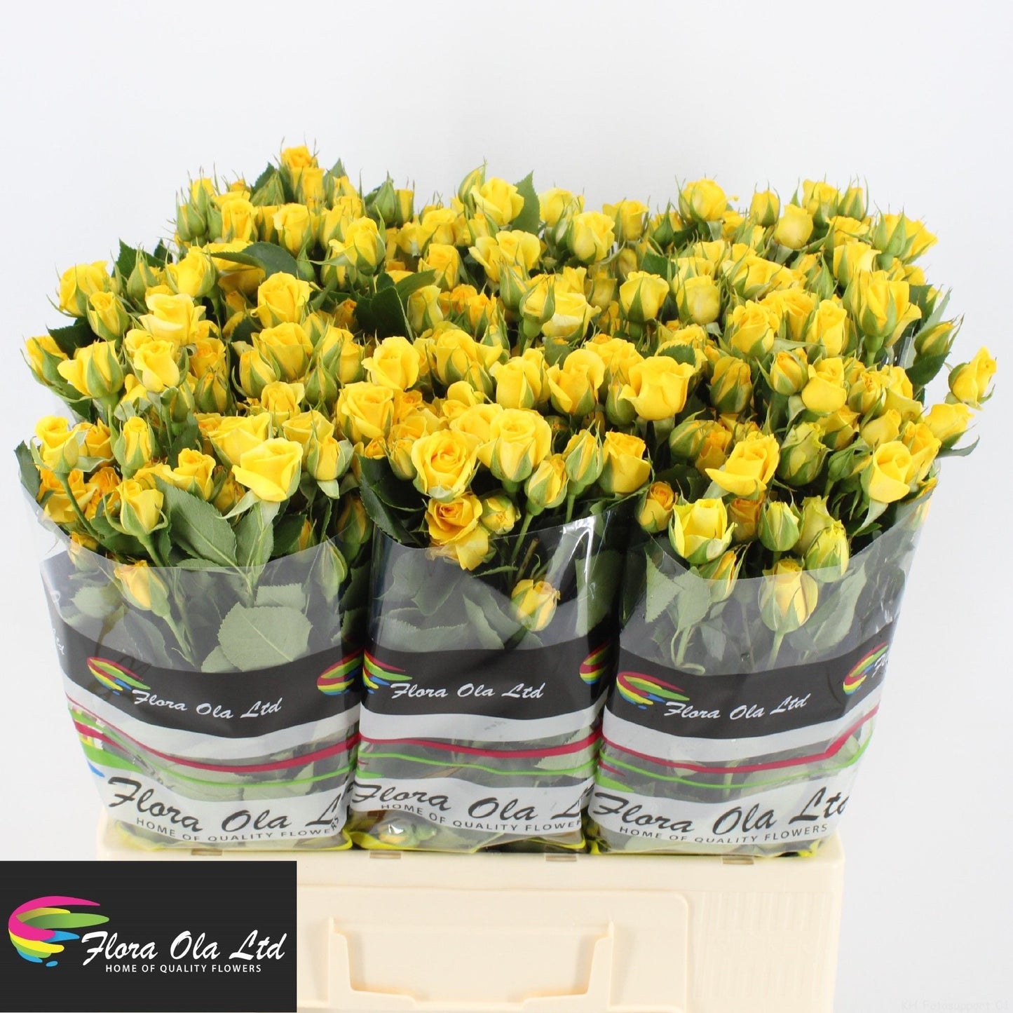 Spray Rose - Rosa - Yellow Babe