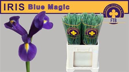 Blue Magic Iris – 66cm Stems