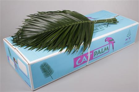 Chico Palm Tee Pee - Chico Palm