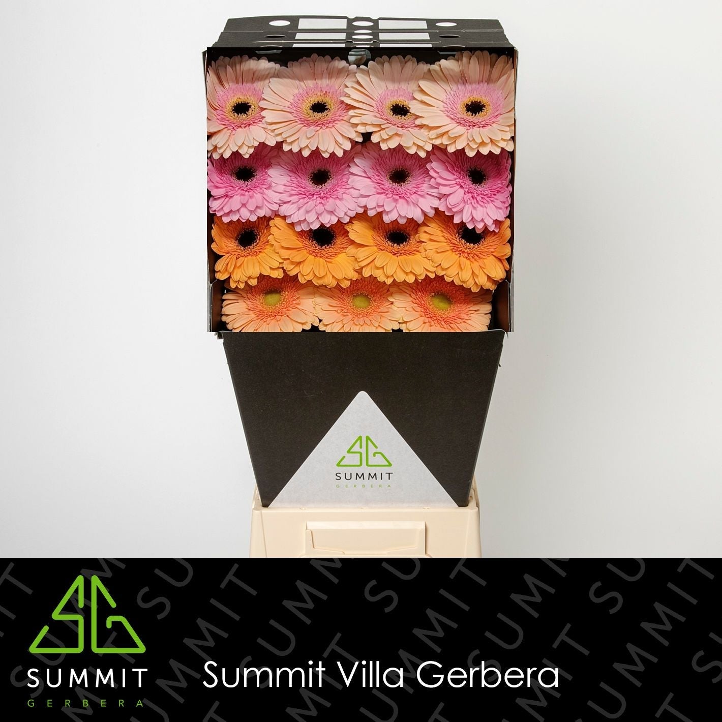 Gerbera Large Pastel Mixed