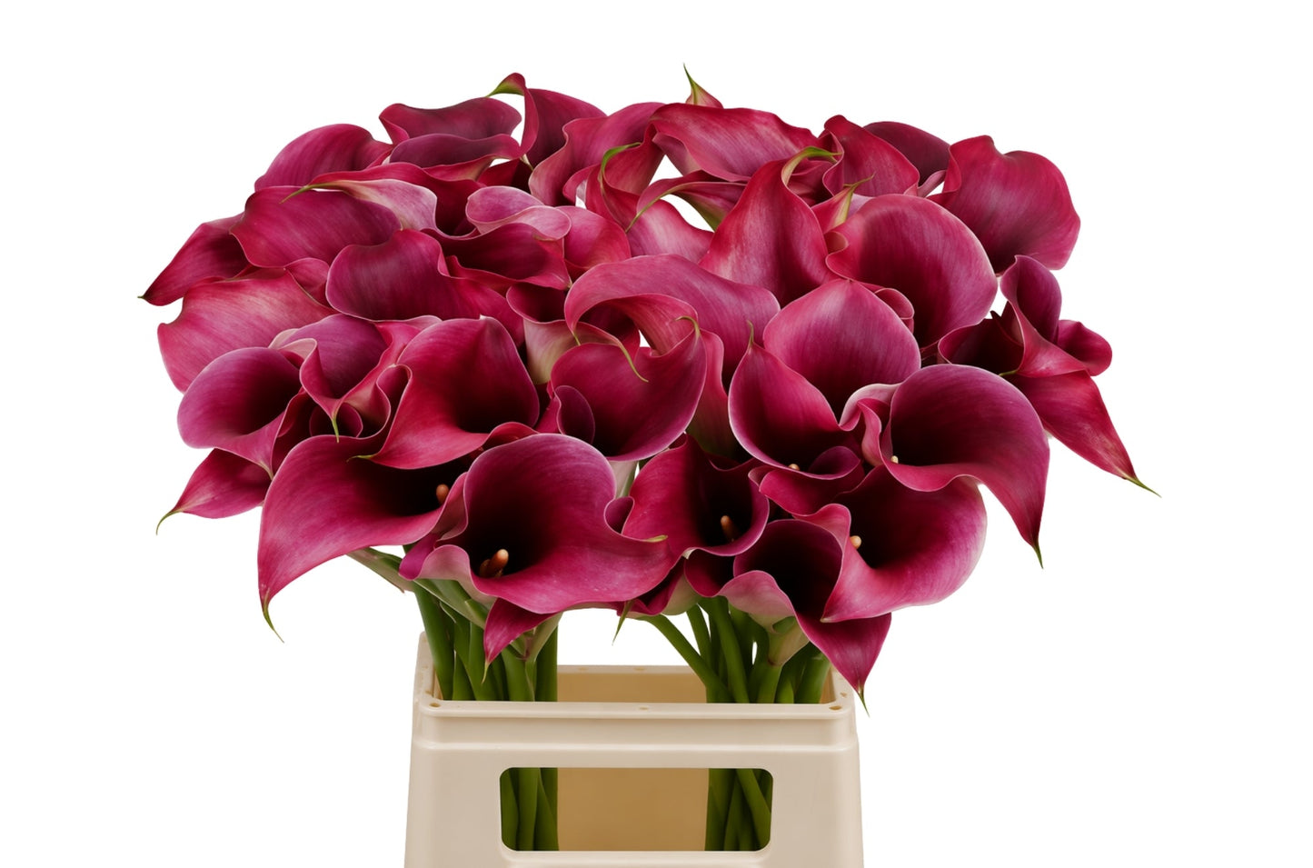 Calla Lily - Zantedeschia - Captain Promise