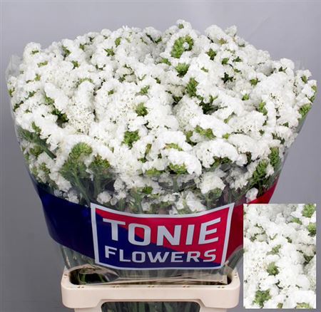 Limonium Statice Starlight Wings