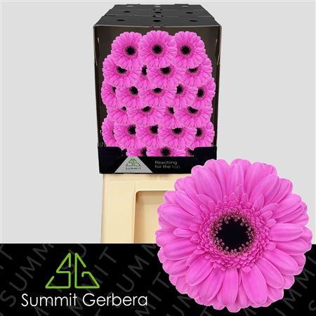Germini Dolcetto