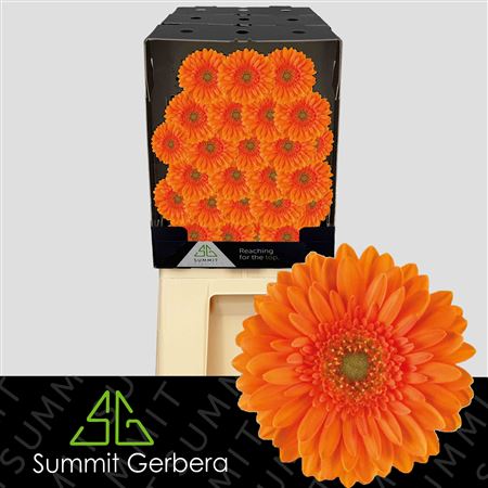 Germini Cuby