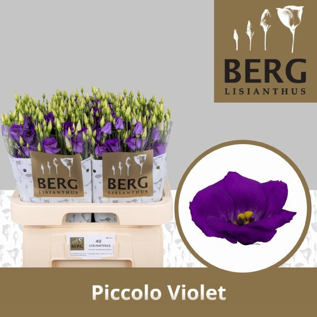 Purple Lisianthus ‘Piccolo Violet’ – 70cm Stems