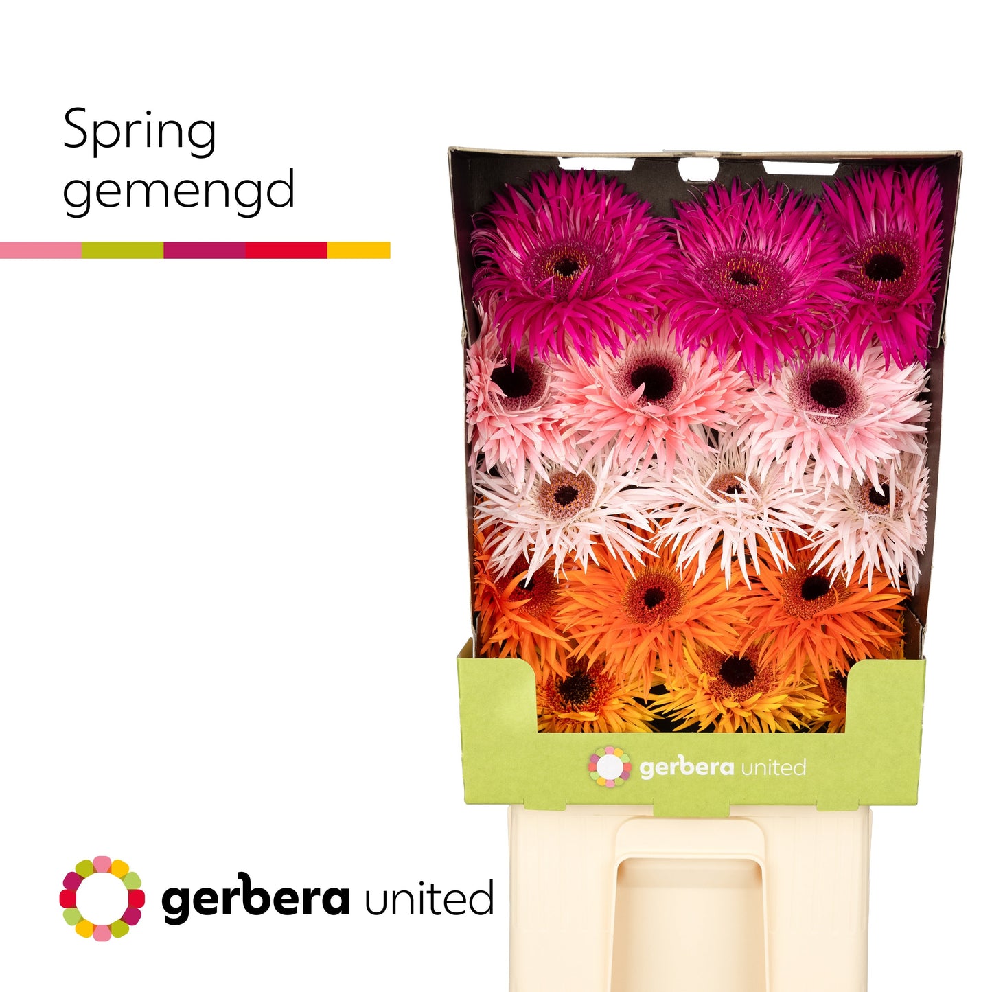 Gerbera Large Spider Mixed