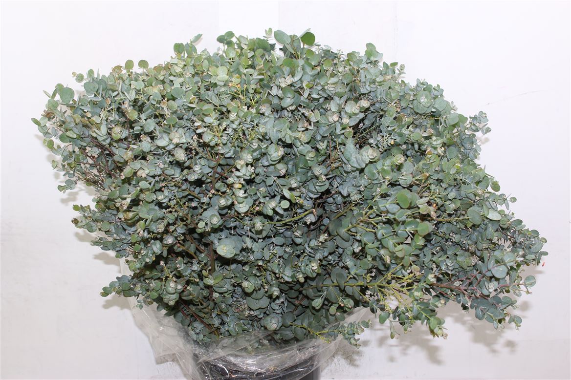 Eucalyptus - Eucalyptus - gunnii